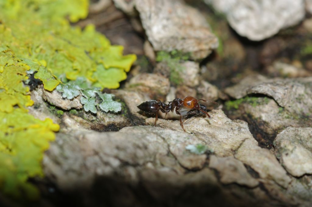 Crematogaster scutellaris